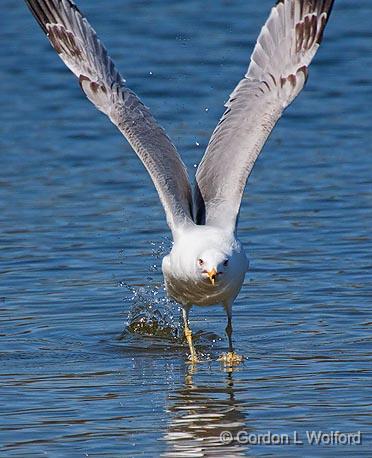 Coming At Ya_25096.jpg - Ring-billed Gull (Larus delawarensis) photographed at Ottawa, Ontario, Canada.